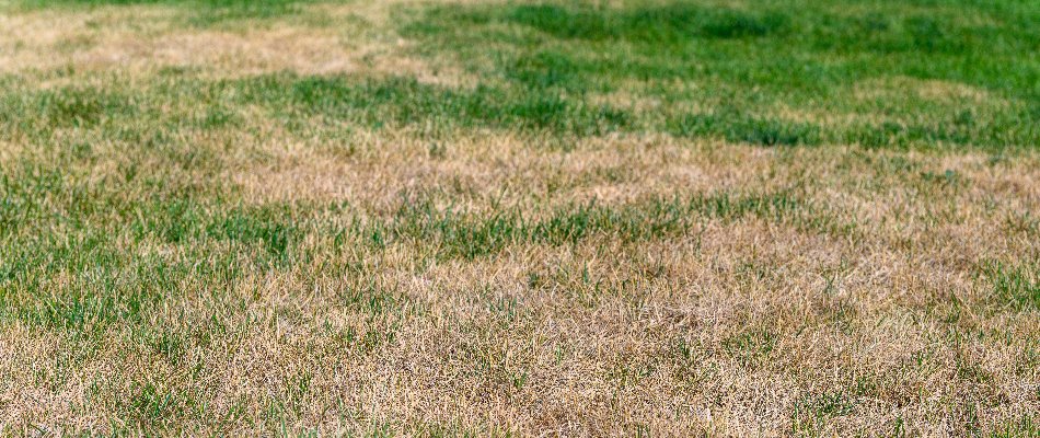 Lawn infected with brown patch on a property in Mansfield, OH.