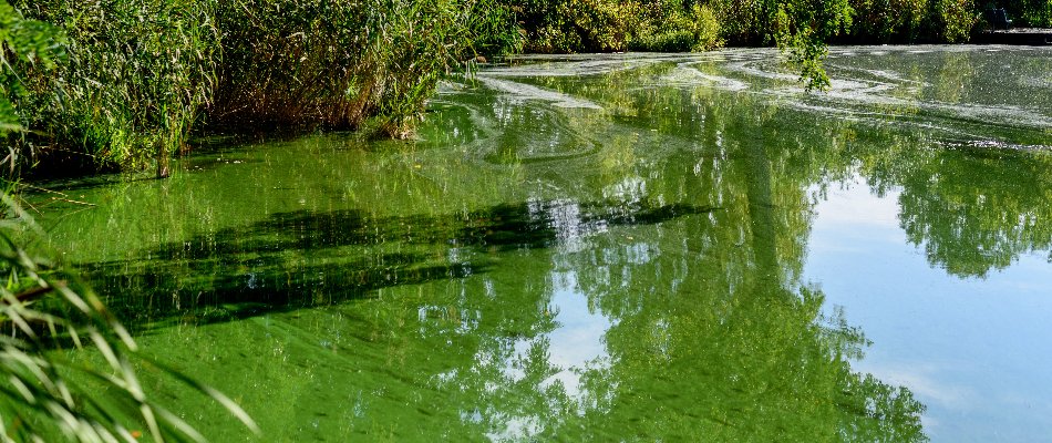 Polluted water in Mansfield, OH, with green algal growth.