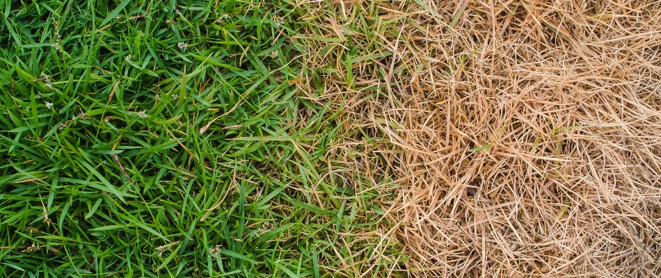 Side-by-side of scorched grass and green grass in Mansfield, OH.