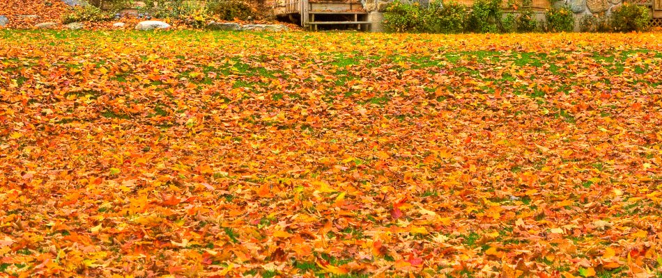 Colorful leaves across a yard in Portland, OR.
