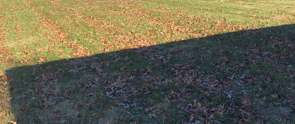Dry leaves on a lawn in Edwardsville, IL.