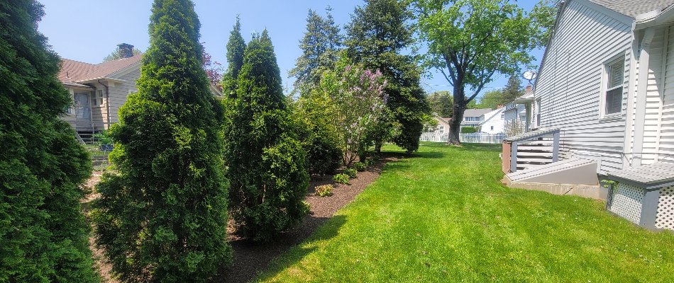 Yard in Colchester, CT, with lush trees.