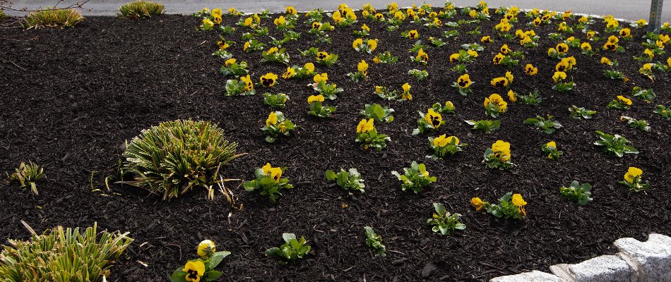 Black mulch around annual flowers in Tulsa, OK.