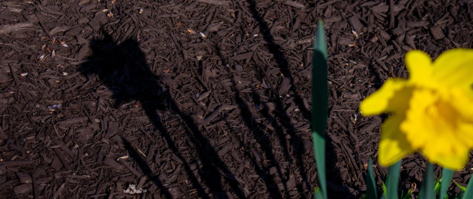 Dark, brown mulch with a yellow flower in Tulsa, OK.