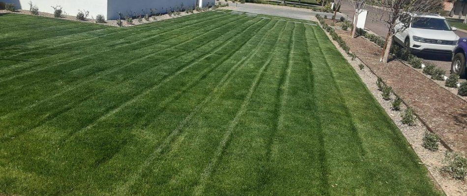 Recently mowed front lawn in Paradise Valley, AZ.