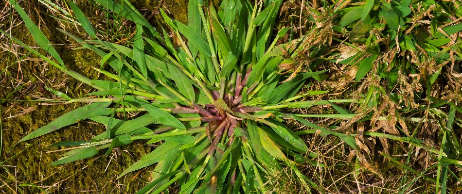 Crabgrass weed with a purple center on a lawn in Delaware, OH.