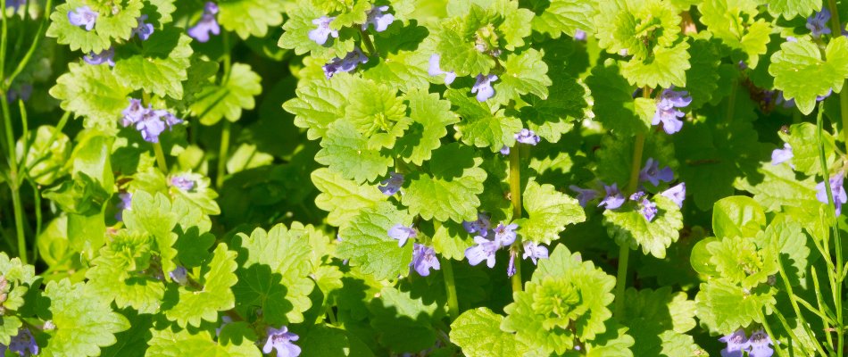 Creeping Charlie weed in Delaware, OH, with green leaves and purple flowers.