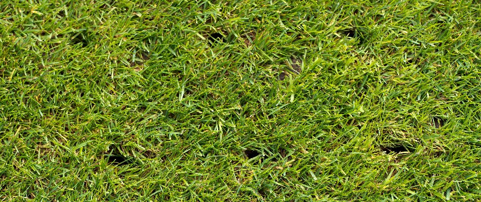 Holes in a lawn in Edwardsville, IL, from aeration.