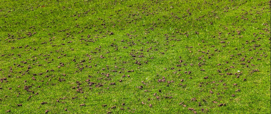 Soil cores on a lawn in Mansfield, OH, after aeration.