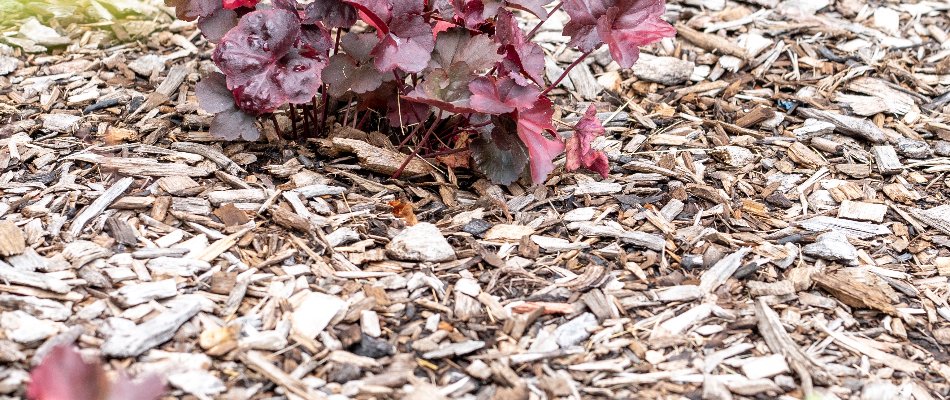 Brown mulch around a small plant with red foliage in Macomb, MI.
