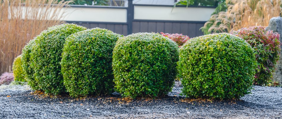 Neatly trimmed and shaped green shrubs in Delaware, OH.