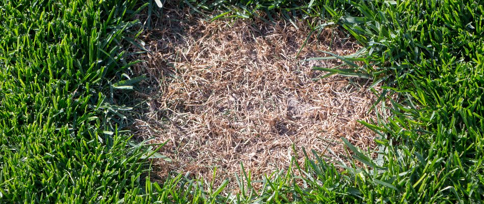 Single patch on a lawn in The Villages, FL, from dollar spot disease.