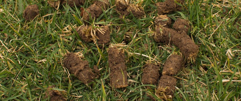 Plugs of soil after aeration on grass in Ankeny, IA.