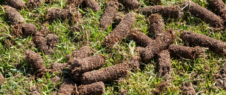 Soil cores on a lawn in The Villages, FL.