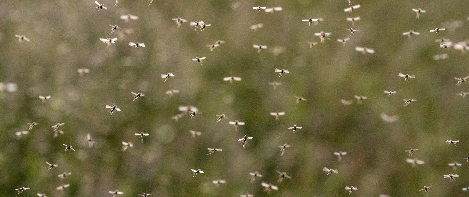 Swarm of mosquitoes in Austin, TX.