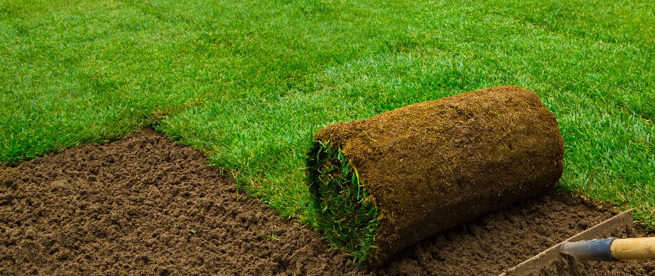 Newly installed sod in Paradise Valley, AZ.