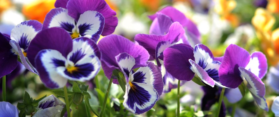Purple and white pansies in Paradise Valley, AZ.