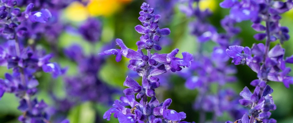 Purple salvias in Paradise Valley, AZ.