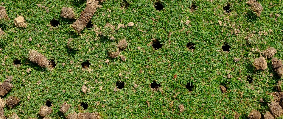 Aerated lawn in Charlotte, NC, with holes and soil plugs.