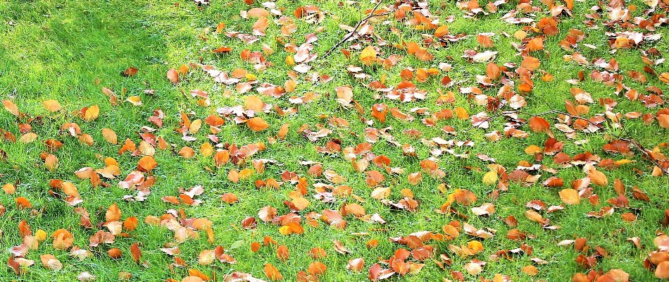 Lawn in Charlotte, NC, covered in dry leaves.