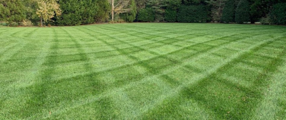 Newly mowed grass in Charlotte, NC.