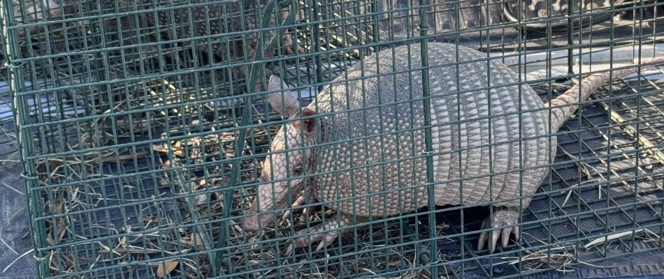 Armadillo in a trap on a truck in Austin, TX.