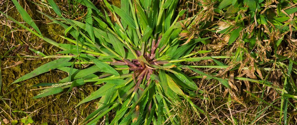 Crabgrass weed on a lawn in Matthews, NC.