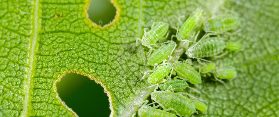 Many green aphids on a leaf with two holes on a property in Mansfield, OH.
