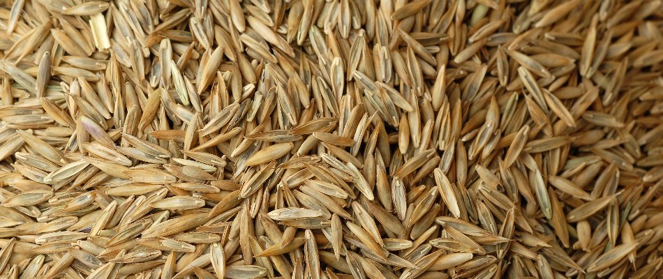 Tan grass seeds in Mansfield, OH.