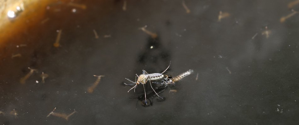 Mosquito laying eggs on standing water in Miramar, FL.