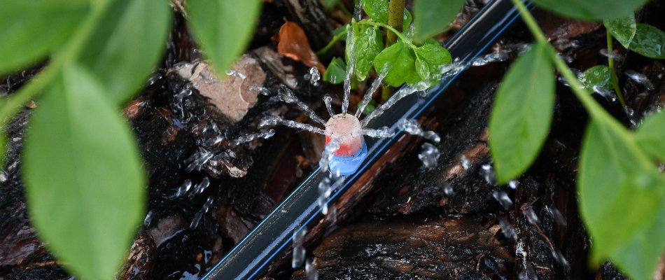Drip irrigation system watering a landscape.