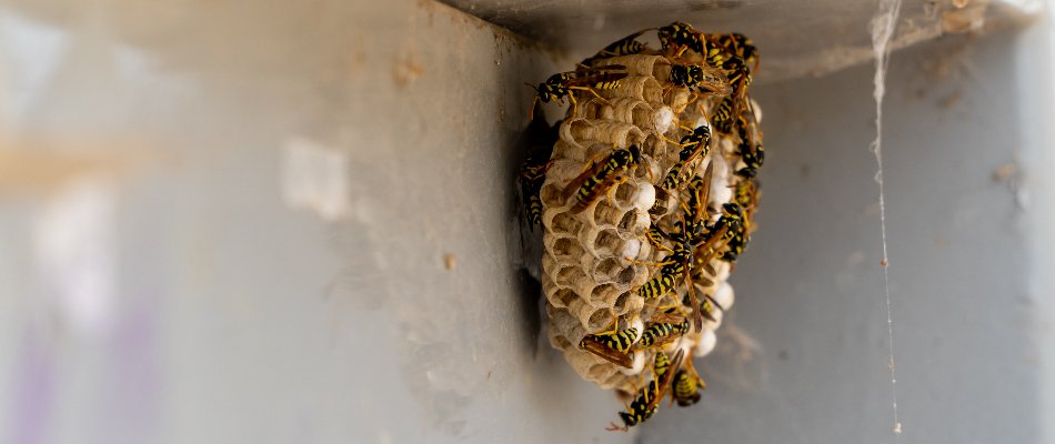 A group of wasps on a wasp nest in Miramar, FL.