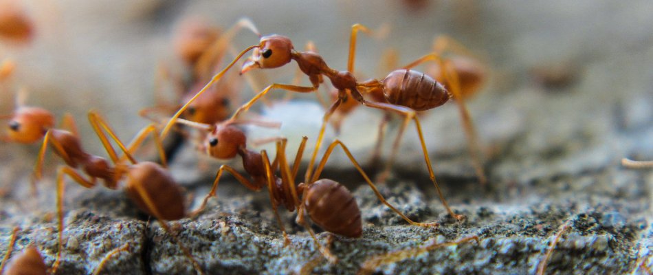 Closeup of red fire ants in Austin, TX.
