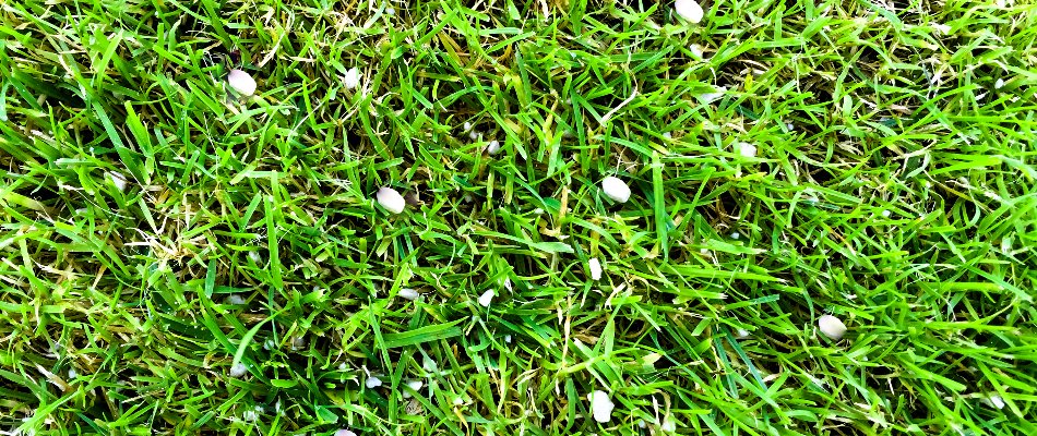 White granules on a lawn in Mansfield, OH.