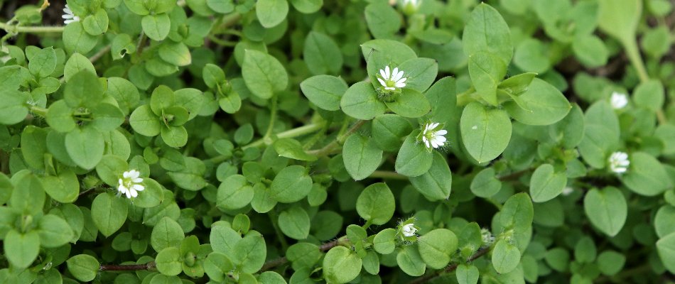 Chickweed in Doylestown, PA, with small, white flowers.