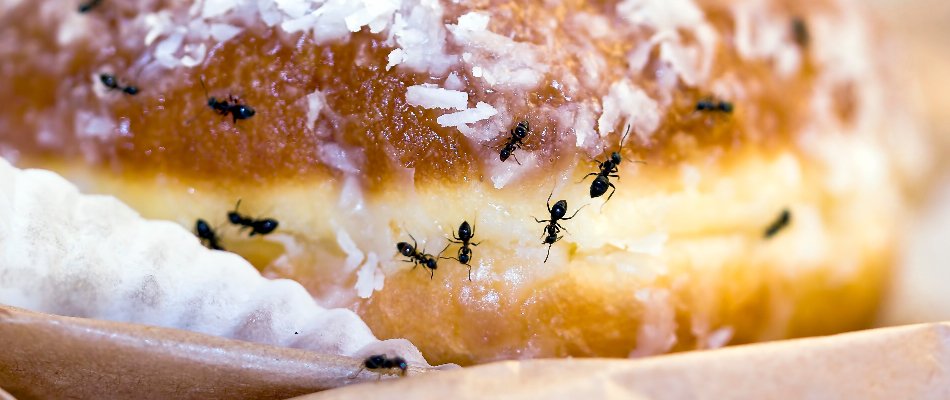 Ants on a donut in Miramar, FL.