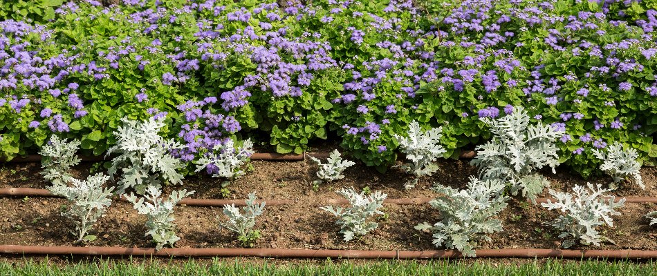Drip irrigation system in a landscape bed in Cary, NC.