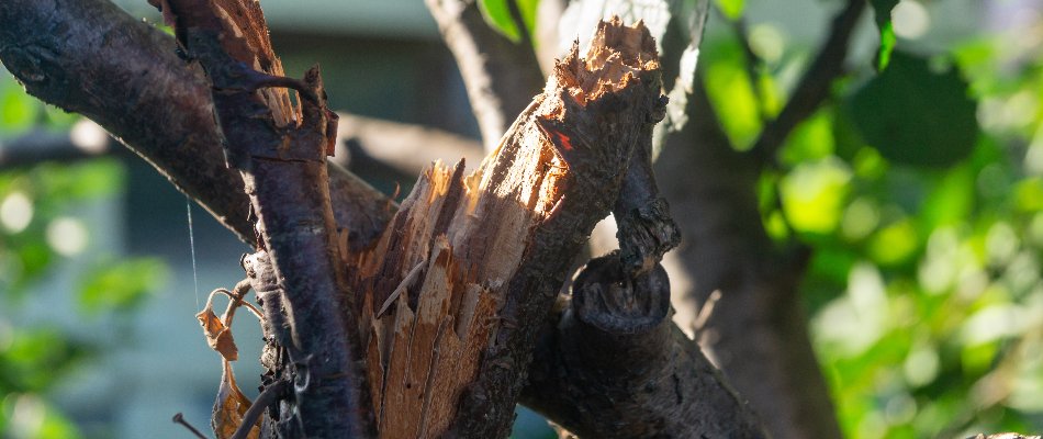Broken branch of a plant in Las Cruces, NM.