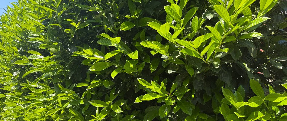 Shrub in Las Cruces, NM, with thick, dense foliage.