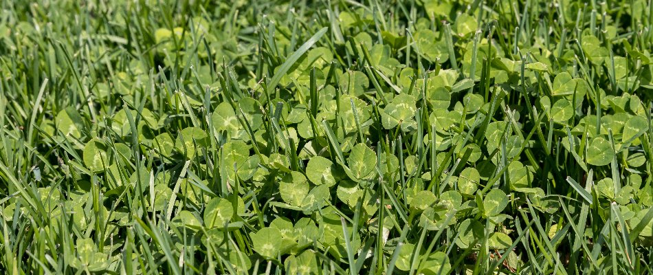 Clover weeds in a lawn in Ankeny, IA.