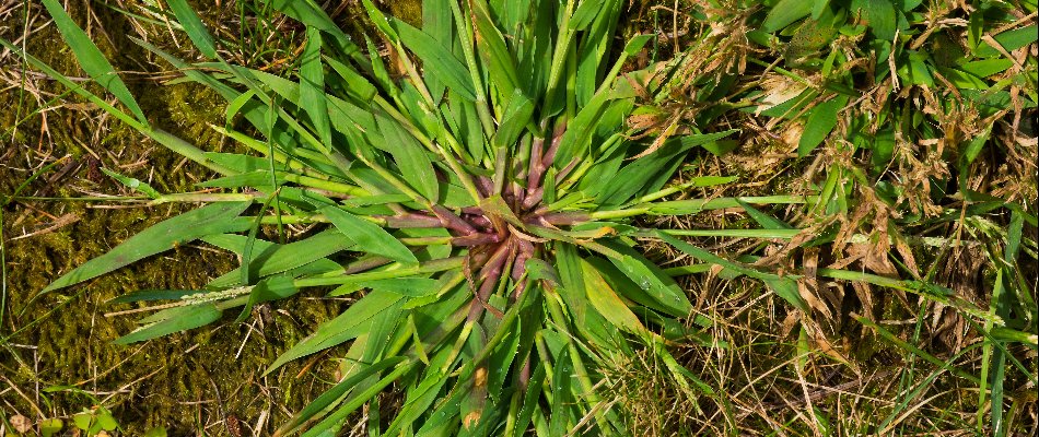 Crabgrass weed on a lawn in Ankeny, IA.