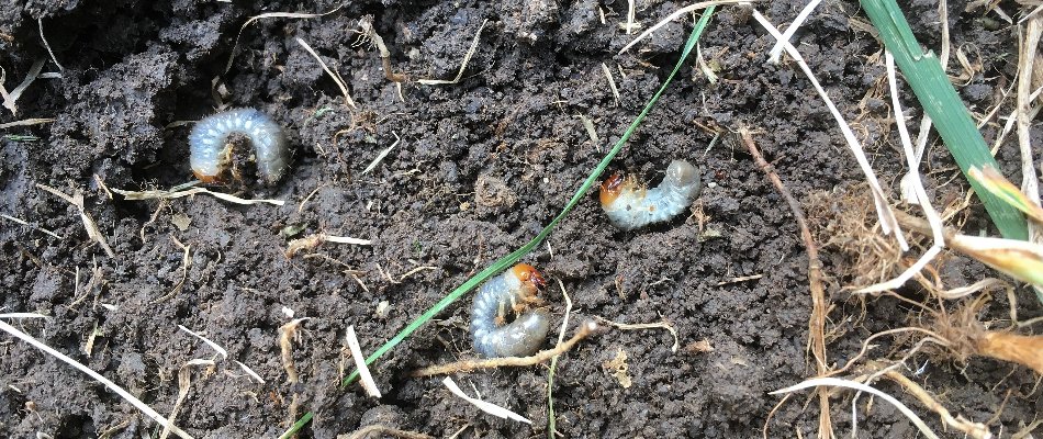 Three white grubs in soil in Mansfield, OH.