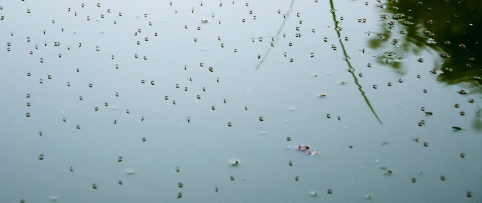 Mosquitoes in Matthews, NC, on standing water.