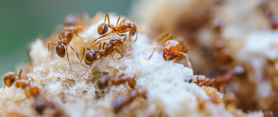 Fire ants in a yard in Austin, TX.