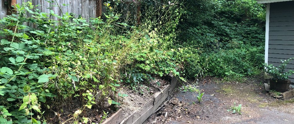 Himalayan blackberry plants on a property in Gresham, OR.