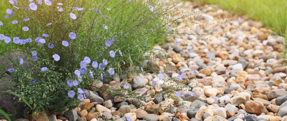 Purple flowers along a dry creek bed in Cary, NC.