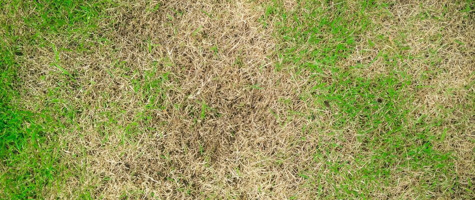 Lawn in Cary, NC, with brown patch disease.