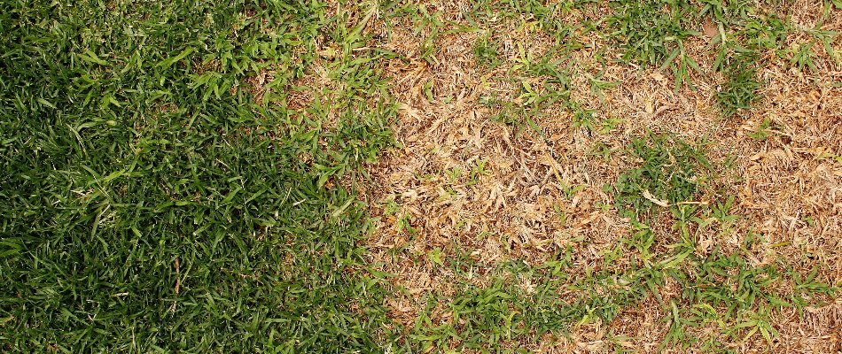 Lawn in The Villages, FL, with a patch of brown grass.