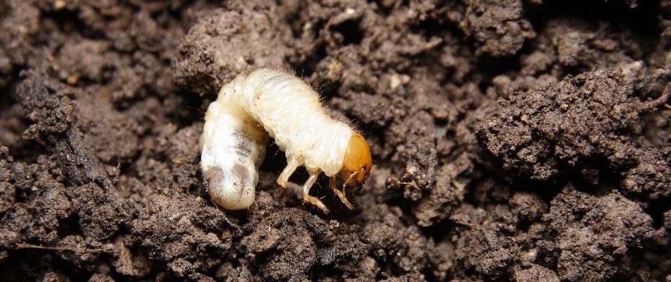 Single white grub on top of soil in Mansfield, OH.