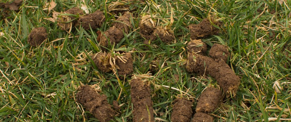 Clumps of soil on top of grass in Waukee, IA.